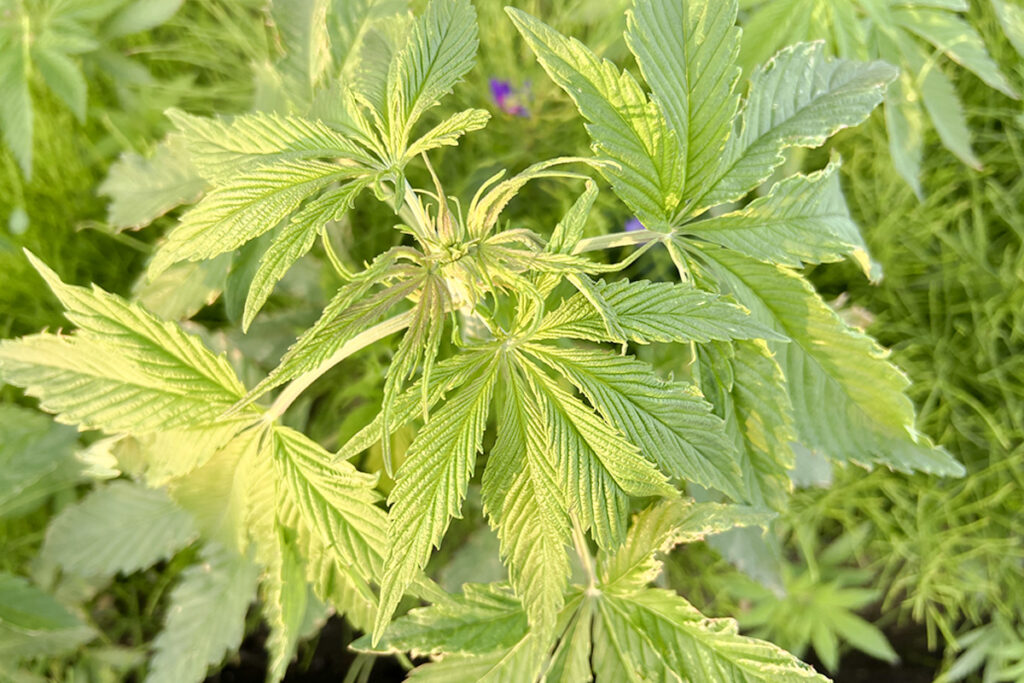 大麻